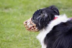 muzzled collie